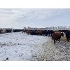 Image 7 : Pedersen Farms - 860# Steers - 150 Head (Scandia, AB)