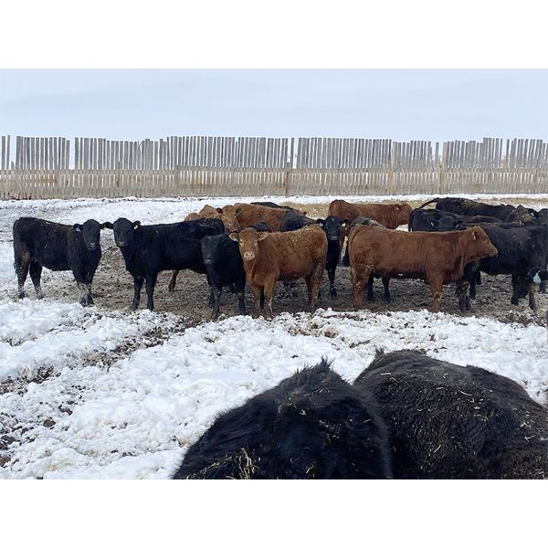 Pedersen Farms - 850# Heifers - 62 Head (Scandia, AB)