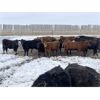 Image 1 : Pedersen Farms - 850# Heifers - 62 Head (Scandia, AB)