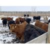Image 3 : Pedersen Farms - 850# Heifers - 62 Head (Scandia, AB)