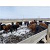 Image 4 : Pedersen Farms - 850# Heifers - 62 Head (Scandia, AB)