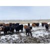 Image 6 : Pedersen Farms - 850# Heifers - 62 Head (Scandia, AB)