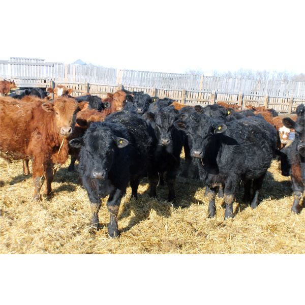Tee Two Land & Cattle Co. - 780# Steers - 153 Head (Kelliher, SK) VBP+