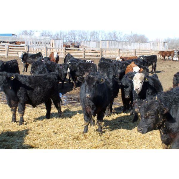 Tee Two Land & Cattle Co. - 700# Steers - 174 Head (Kelliher, SK) VBP+