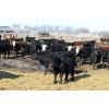 Image 2 : Tee Two Land & Cattle Co. - 700# Steers - 174 Head (Kelliher, SK) VBP+