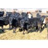 Image 3 : Tee Two Land & Cattle Co. - 700# Steers - 174 Head (Kelliher, SK) VBP+