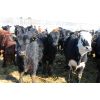 Image 4 : Tee Two Land & Cattle Co. - 700# Steers - 174 Head (Kelliher, SK) VBP+