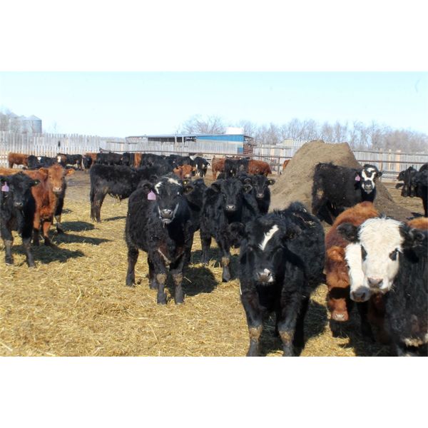 Tee Two Land & Cattle Co. - 625# Steers - 193 Head (Kelliher, SK) VBP+
