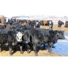 Image 2 : Tee Two Land & Cattle Co. - 625# Steers - 193 Head (Kelliher, SK) VBP+