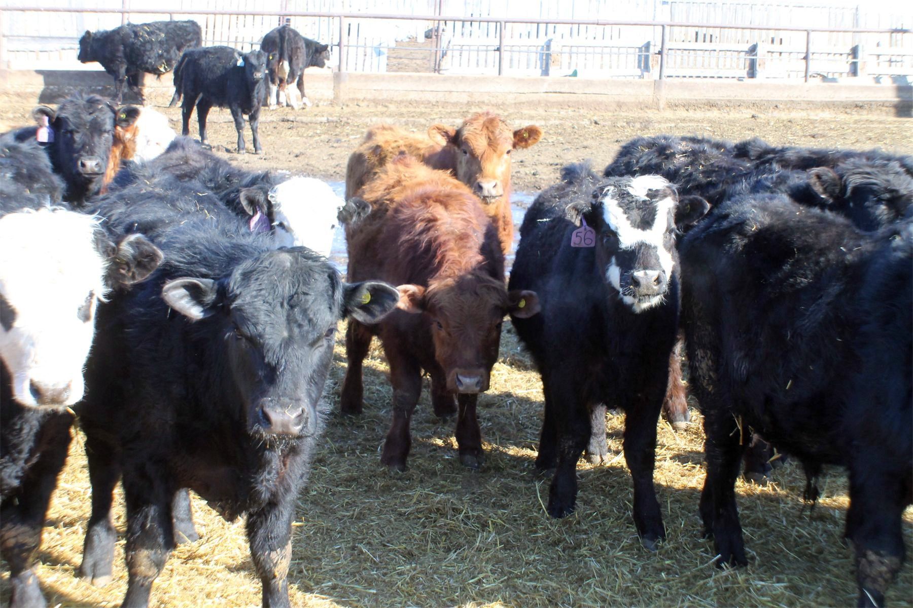 Tee Two Land & Cattle Co. 625 Steers 193 Head (Kelliher, SK) VBP+