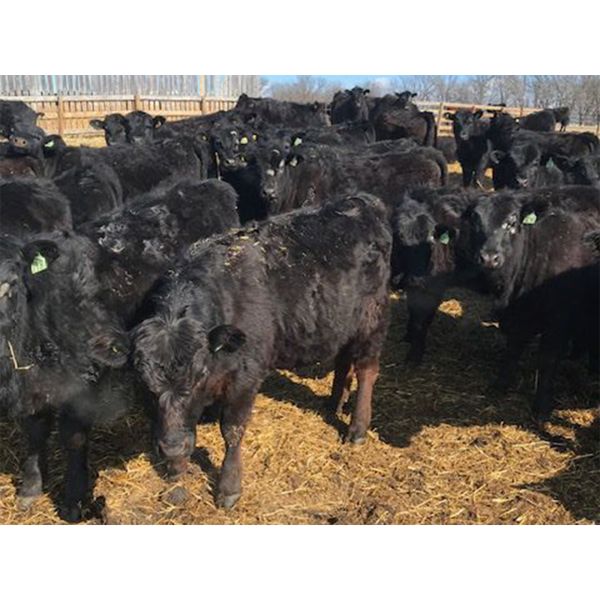 Bar 7 Ranch - 740# Heifers - 80 Head (Macgregor, MB)