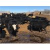 Image 2 : Bar 7 Ranch - 740# Heifers - 80 Head (Macgregor, MB)