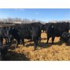 Image 4 : Bar 7 Ranch - 740# Heifers - 80 Head (Macgregor, MB)