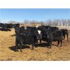 Image 5 : Bar 7 Ranch - 740# Heifers - 80 Head (Macgregor, MB)