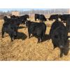 Image 6 : Bar 7 Ranch - 740# Heifers - 80 Head (Macgregor, MB)