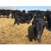 Image 7 : Bar 7 Ranch - 740# Heifers - 80 Head (Macgregor, MB)