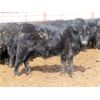 Image 10 : Martin DeVos - 635# Steers - 97 Head (Fork River, MB)