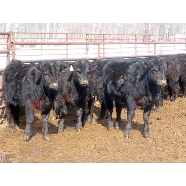 Martin DeVos - 635# Steers - 97 Head (Fork River, MB)