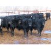 Image 3 : Martin DeVos - 635# Steers - 97 Head (Fork River, MB)