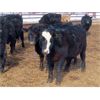 Image 7 : Martin DeVos - 635# Steers - 97 Head (Fork River, MB)