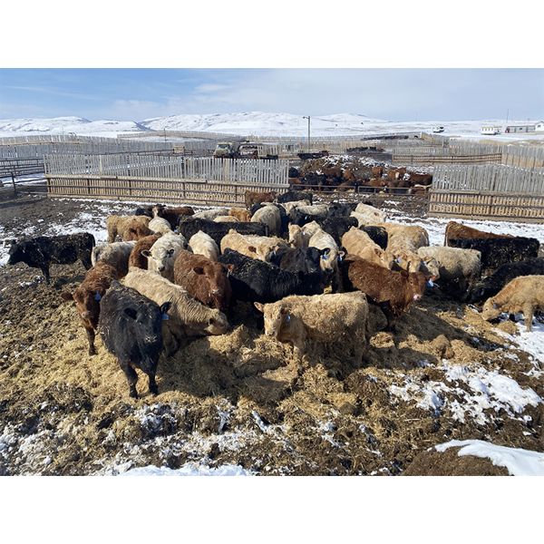 Lowe Ranches - 627# Steers - 54 Head (Nanton, AB)