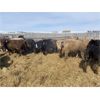 Image 2 : Lowe Ranches - 627# Steers - 54 Head (Nanton, AB)