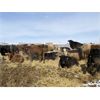 Image 7 : Lowe Ranches - 627# Steers - 54 Head (Nanton, AB)