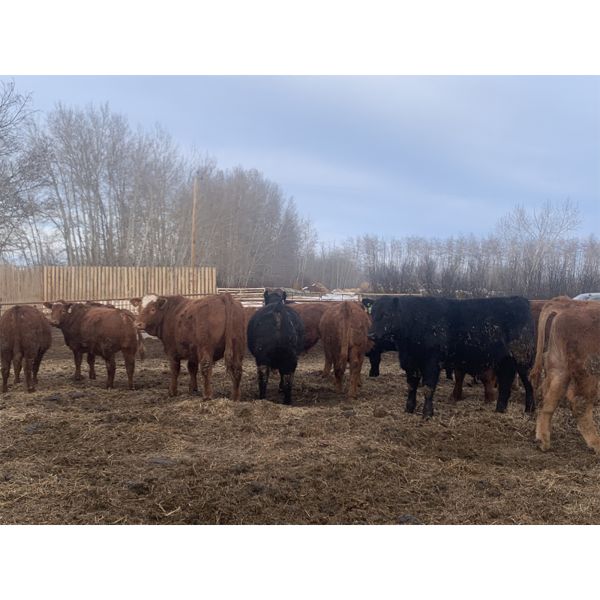 Chris Bartel - 950# Steers - 65 Head (Fort Vermilion, AB)