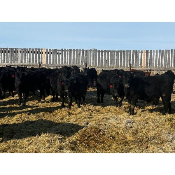 Josh Herauf - 700# Steers - 80 Head (Davin, SK)