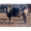 Image 10 : South View Ranch - 940# Steers - 65 Head (Ceylon, SK) VBP+