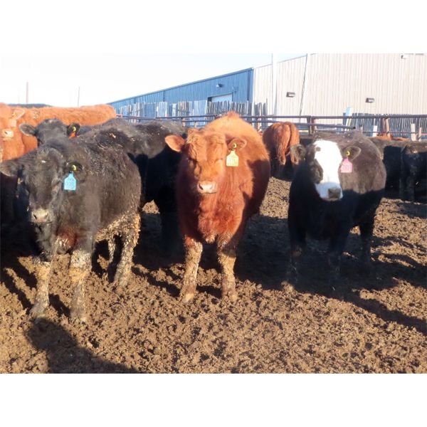 South View Ranch - 940# Steers - 65 Head (Ceylon, SK) VBP+