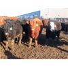 Image 1 : South View Ranch - 940# Steers - 65 Head (Ceylon, SK) VBP+
