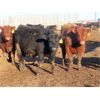 Image 2 : South View Ranch - 940# Steers - 65 Head (Ceylon, SK) VBP+
