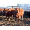 Image 3 : South View Ranch - 940# Steers - 65 Head (Ceylon, SK) VBP+
