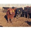Image 4 : South View Ranch - 940# Steers - 65 Head (Ceylon, SK) VBP+