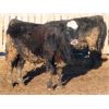 Image 5 : South View Ranch - 940# Steers - 65 Head (Ceylon, SK) VBP+