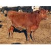 Image 6 : South View Ranch - 940# Steers - 65 Head (Ceylon, SK) VBP+