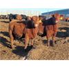 Image 7 : South View Ranch - 940# Steers - 65 Head (Ceylon, SK) VBP+