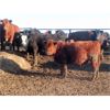 Image 8 : South View Ranch - 940# Steers - 65 Head (Ceylon, SK) VBP+