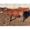 Image 9 : South View Ranch - 940# Steers - 65 Head (Ceylon, SK) VBP+