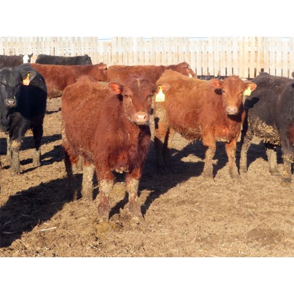 South View Ranch - 725# Steers - 80 Head (Ceylon, SK) VBP+