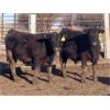 Image 2 : South View Ranch - 725# Steers - 80 Head (Ceylon, SK) VBP+