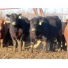 Image 3 : South View Ranch - 725# Steers - 80 Head (Ceylon, SK) VBP+
