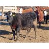 Image 5 : South View Ranch - 725# Steers - 80 Head (Ceylon, SK) VBP+