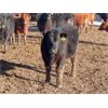 Image 6 : South View Ranch - 725# Steers - 80 Head (Ceylon, SK) VBP+
