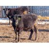 Image 8 : South View Ranch - 725# Steers - 80 Head (Ceylon, SK) VBP+