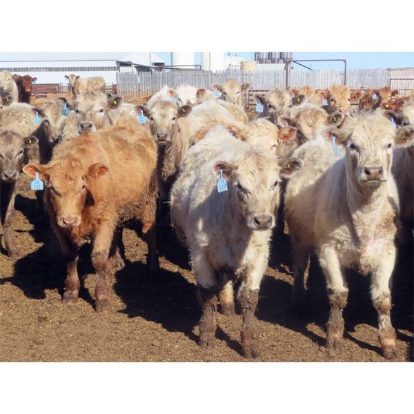 20/20 Ranching Ltd. - 720# Heifers - 85 Head (Midale, SK)