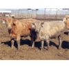 Image 3 : 20/20 Ranching Ltd. - 720# Heifers - 85 Head (Midale, SK)