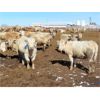 Image 5 : 20/20 Ranching Ltd. - 720# Heifers - 85 Head (Midale, SK)