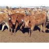 Image 7 : 20/20 Ranching Ltd. - 720# Heifers - 85 Head (Midale, SK)